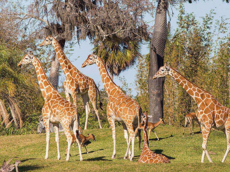 BuschGardensTampaBay_Animal_Attractions BuschGardensTampaBay_Animal_Attractions